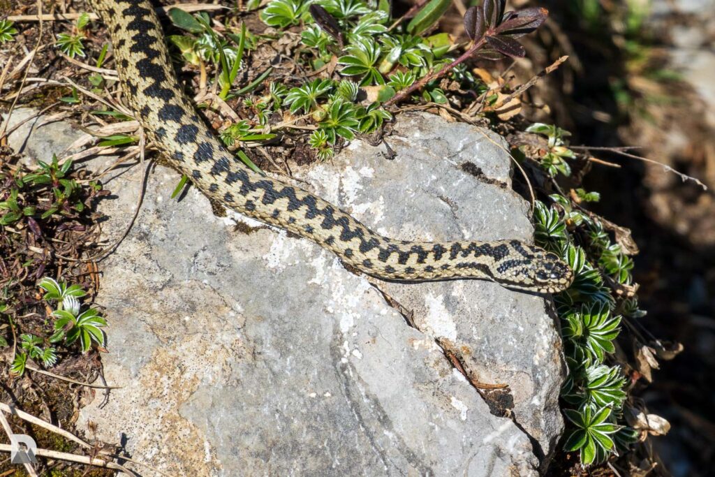 Typischer Lebensraum der Kreuzotter im Alpstein mit Trockenmauern