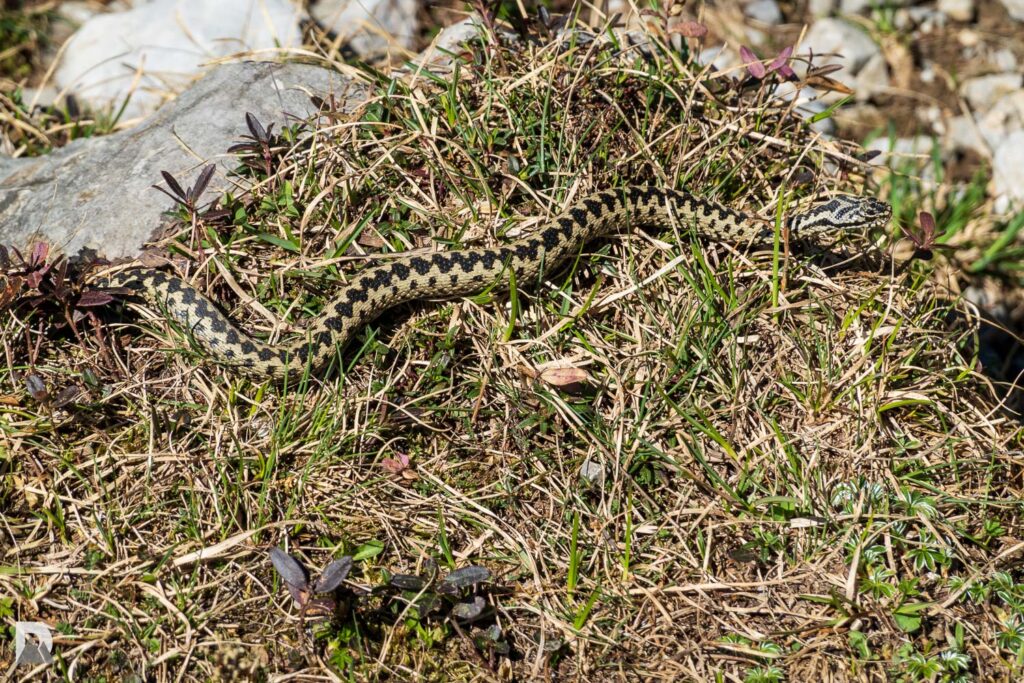 Lebensraum der Kreuzotter im Alpstein mit Trockenmauer und Gras