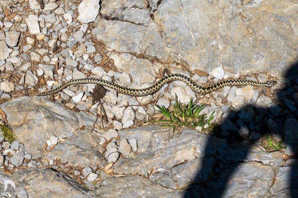 in voller Länge, ca. 60cm im Wanderweg