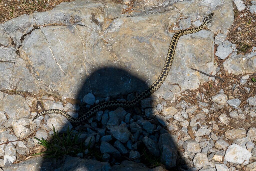 Kreuzotter überquert Wanderweg im Alpstein, mein Körperschatten verdeckt den hintern Drittel