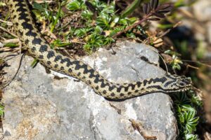 Kreuzotter mit zickzack Muster im Alpstein mit Details